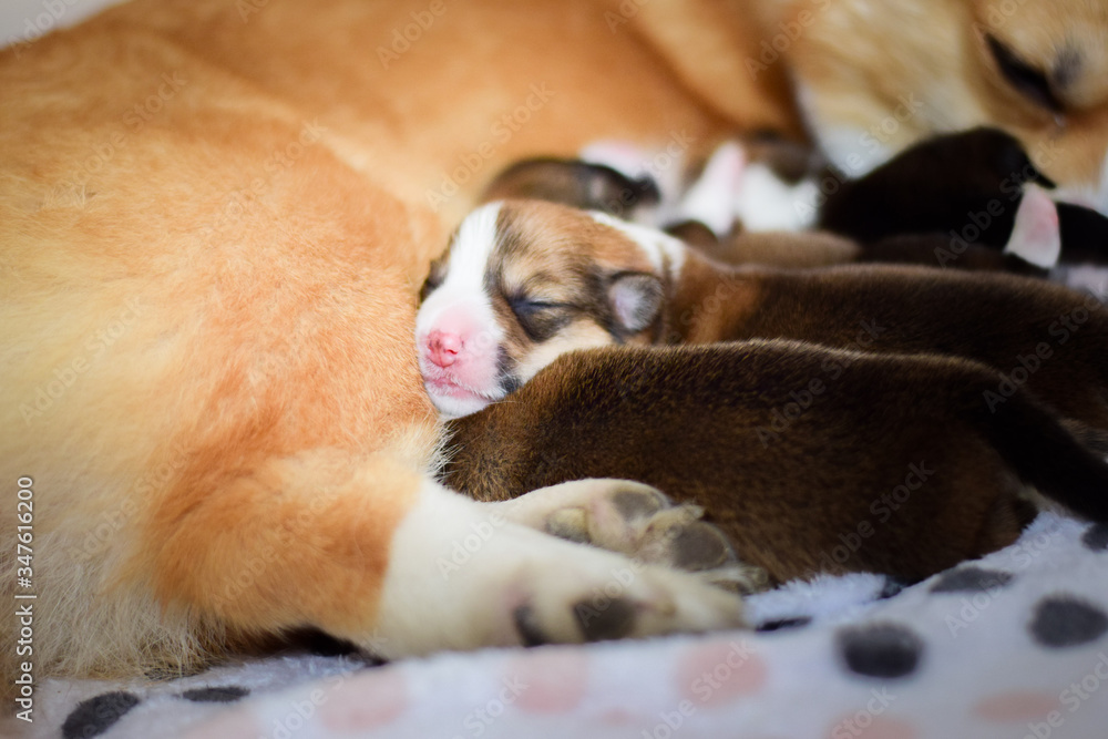 Welsh corgi pembroke newborn dog puppies, one week old