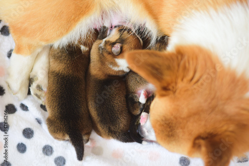 Welsh corgi pembroke dog mother taking care of her newborn dog puppies, happy
