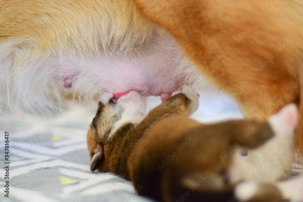 Obraz premium corgi, dog, mother, puppy, sucking, feeding, milk, animal, mammal, portrait, cute, nature, white, fur, young, domestic, pet, beautiful, face, brown, adorable, background, feline, eyes, pretty, closeup
