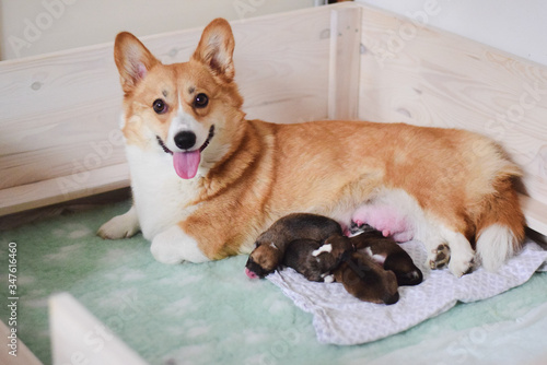 Foto Welsh corgi pembroke dog mother taking care of her newborn dog puppies, happy