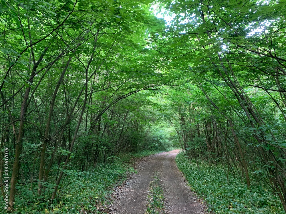 tunnel in the forest tunnel in the forest