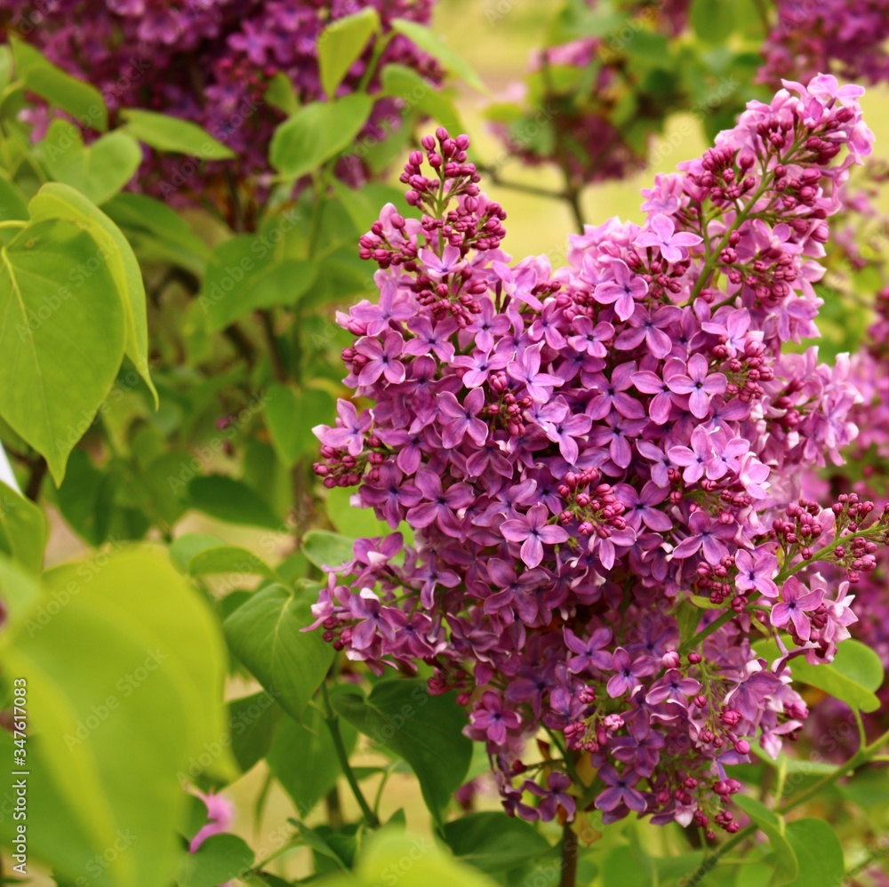 Beautiful flowering of lilac bushes in late spring in gardens and parks Beautiful flowering of lilac bushes in late spring in gardens and parks