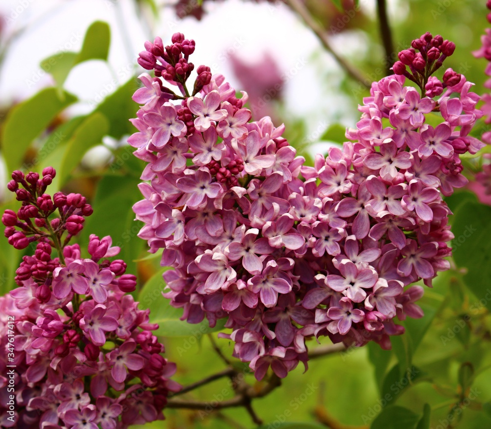 Beautiful flowering of lilac bushes in late spring in gardens and parks Beautiful flowering of lilac bushes in late spring in gardens and parks