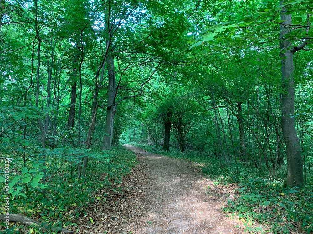 Fototapeta premium path in the forest