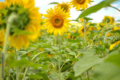 Yellow flowers in the summer on a green meadow. A field of sunflowers is illuminated by salty light.