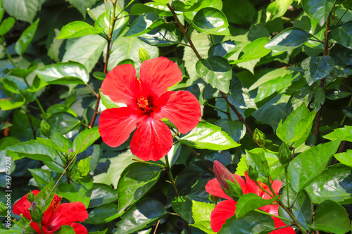 Picturesque beautiful delicate red Hibiscus  Chinese-rose  flower blooming on a background of leaves in spring. Blooming Hibiscus rosa-sinensis in the summer garden