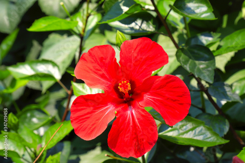 Picturesque beautiful delicate red Hibiscus, Chinese-rose, flower blooming on a background of leaves in spring. Blooming Hibiscus rosa-sinensis in the summer garden © rospoint