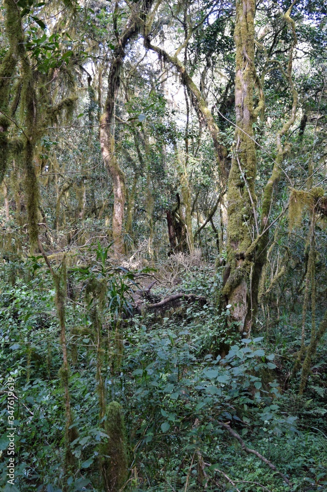 Plant life in the heather moorland ecological zone of Mount Kilimanjaro, Tanzania Plant life in the heather moorland ecological zone of Mount Kilimanjaro, Tanzania