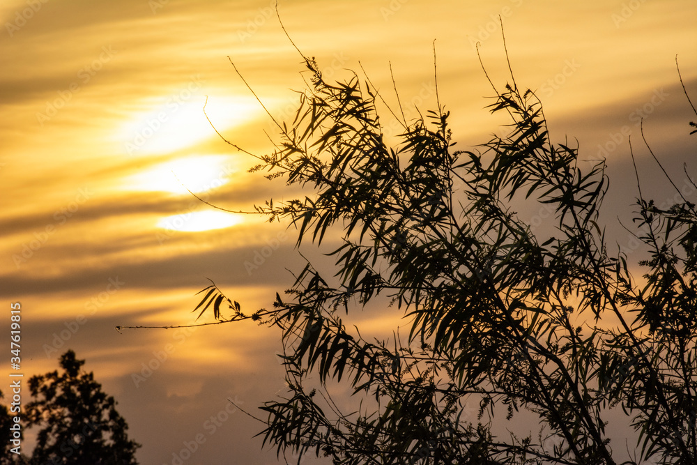 Obraz premium Tree In The Sunrise