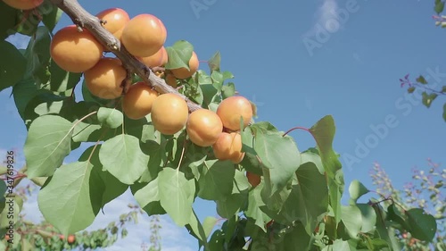 A woman's hand picking ripe and sweet apricot fruits that grow on an organic farm. On a background of green leaves. Long fresh apricots hanging from all the branches of the trees.
