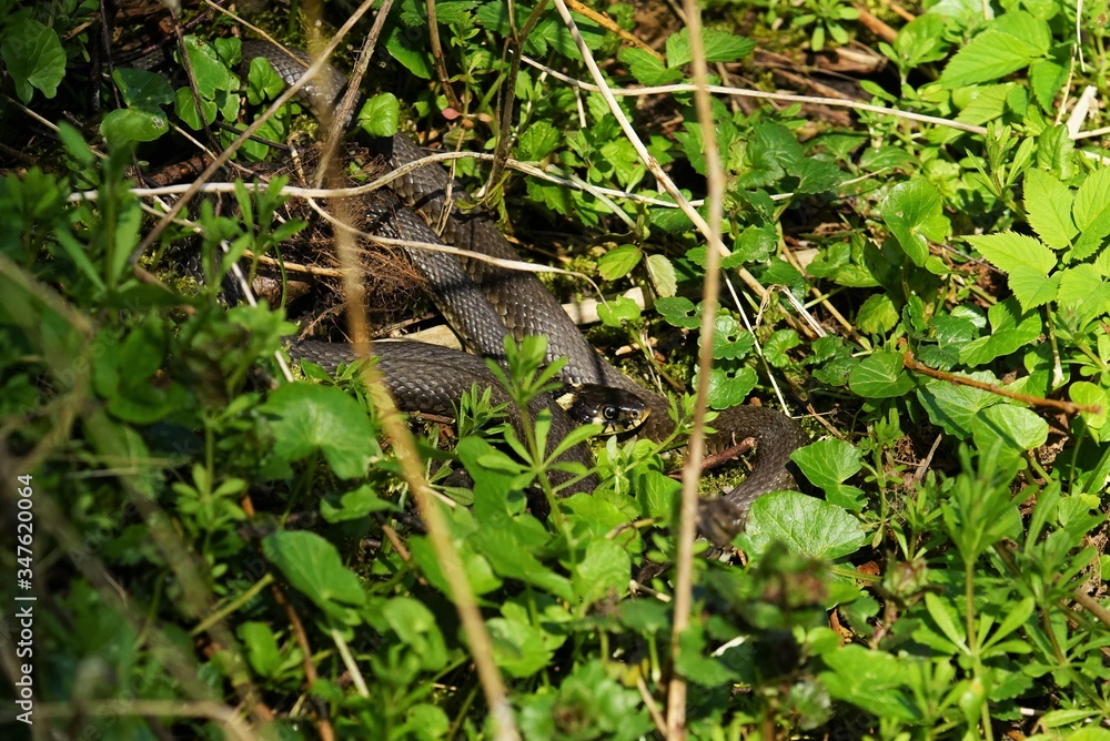 Grass snake Natrix natrix sunbathing in nature Grass snake Natrix natrix sunbathing in nature