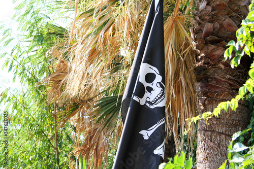Pirate flag with a skull on a palm tree photo