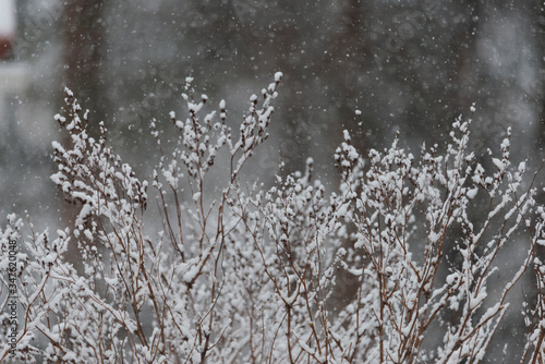 spring snowing © Esa Marttala