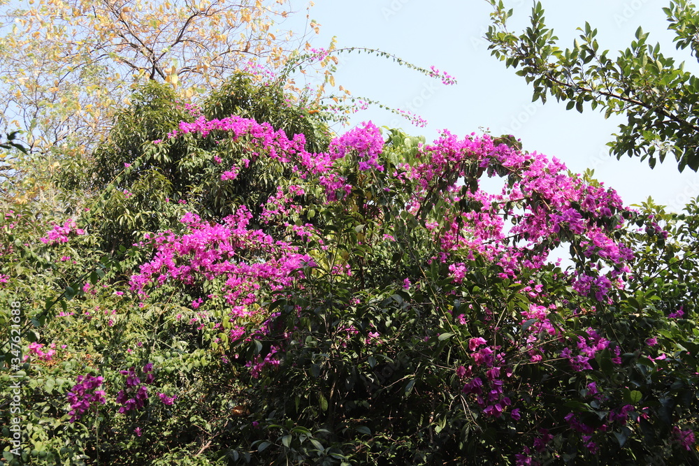 Obraz premium Arbre en fleurs à Guilin, Chine