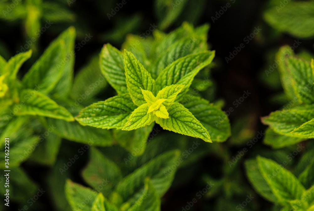 Mint Plant Mint Plant