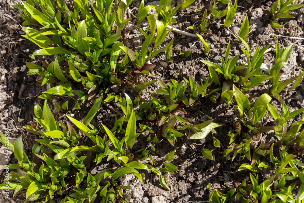 The first spring flower plant sprouts from the earth. Young shoots of plants in spring The first spring flower plant sprouts from the earth. Young shoots of plants in spring