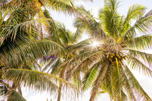 A group of palm trees with the sun shining through them on a warm day. 