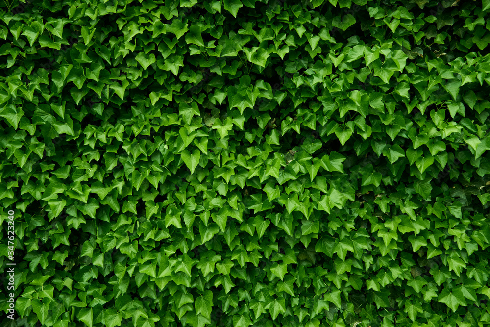 green ivy wall green ivy wall