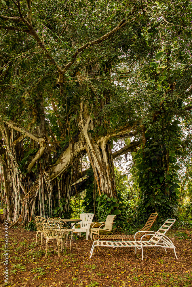 A group of lawn chairs underneath a large tropical tree with vines on the island of Kauai in Hawaii. A group of lawn chairs underneath a large tropical tree with vines on the island of Kauai in Hawaii.
