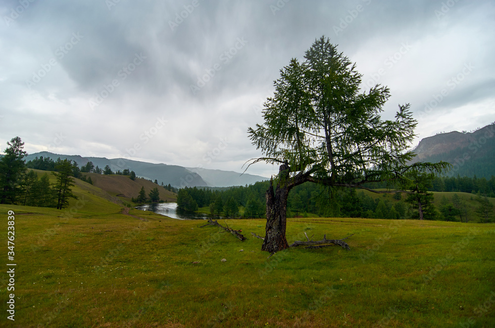Obraz premium River valley. Lonely tree by the river.