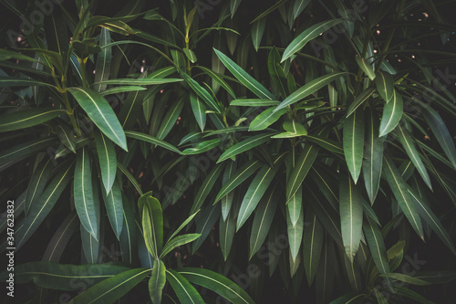 Green leaves of Nerium Oleander