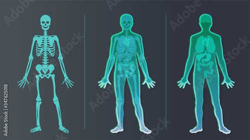 Futuristic hologram anatomy organ human body, innovation interface x-ray man.