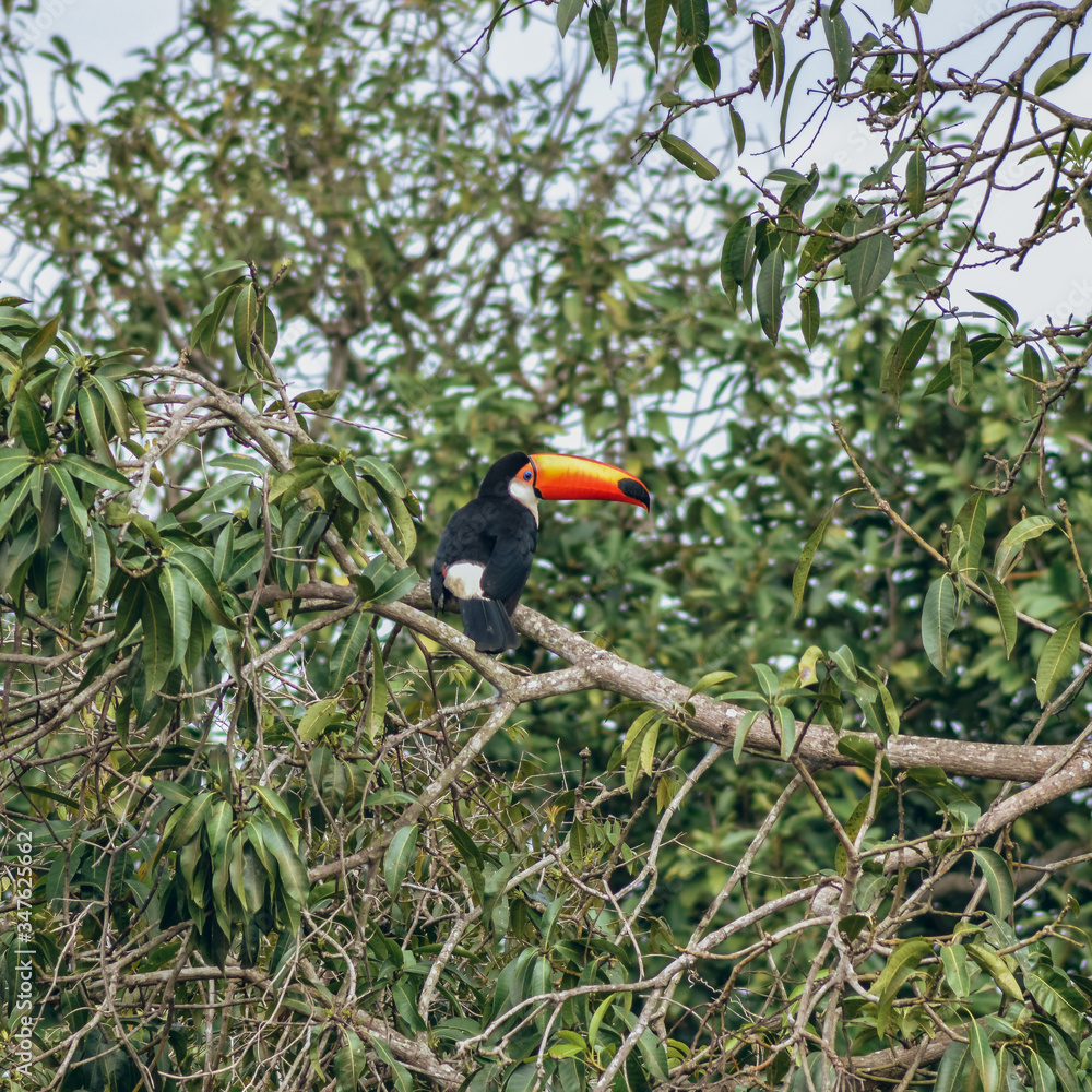 Hidden toucan looking at camera in Brazil Hidden toucan looking at camera in Brazil