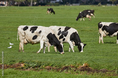 Cows grazing the fresh grass