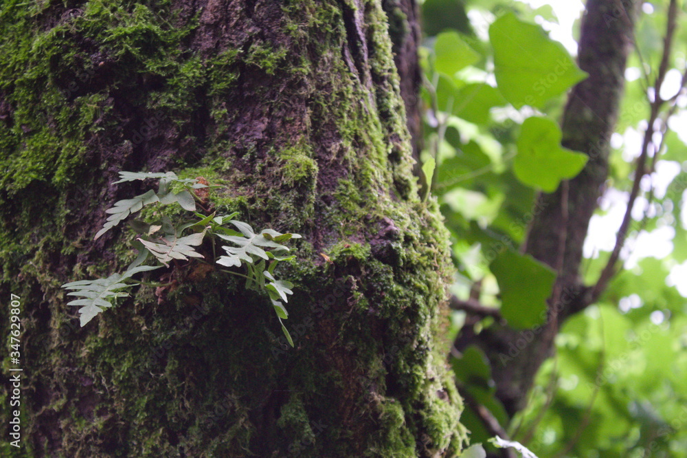 Obraz premium moss on tree