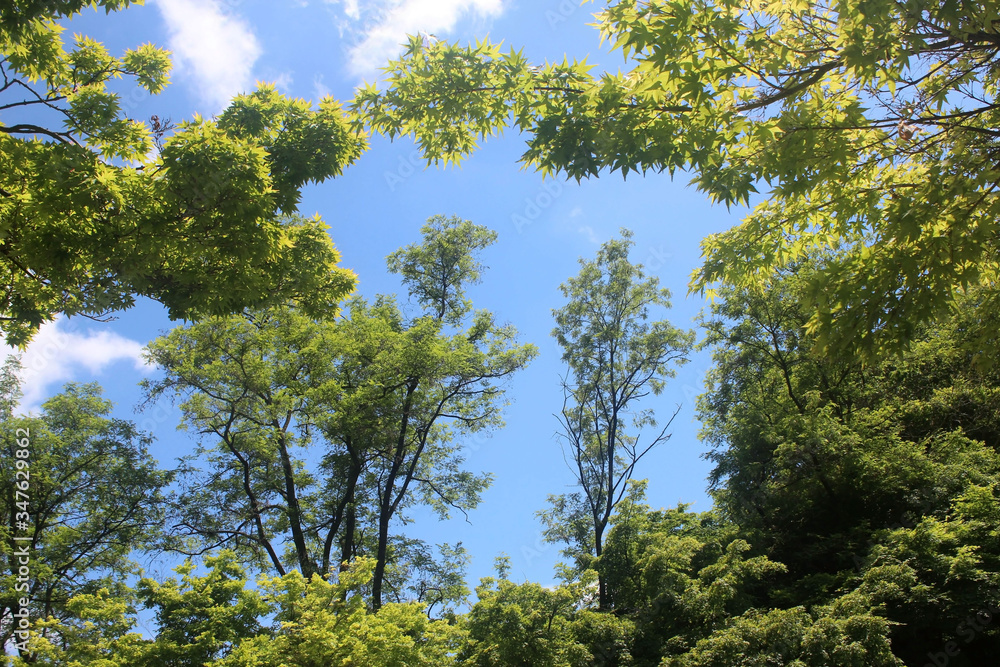 Obraz premium 나무가지 잎