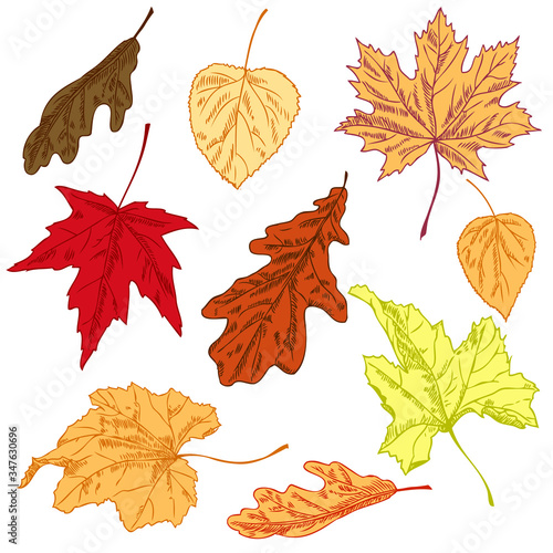 Autumn leaves set