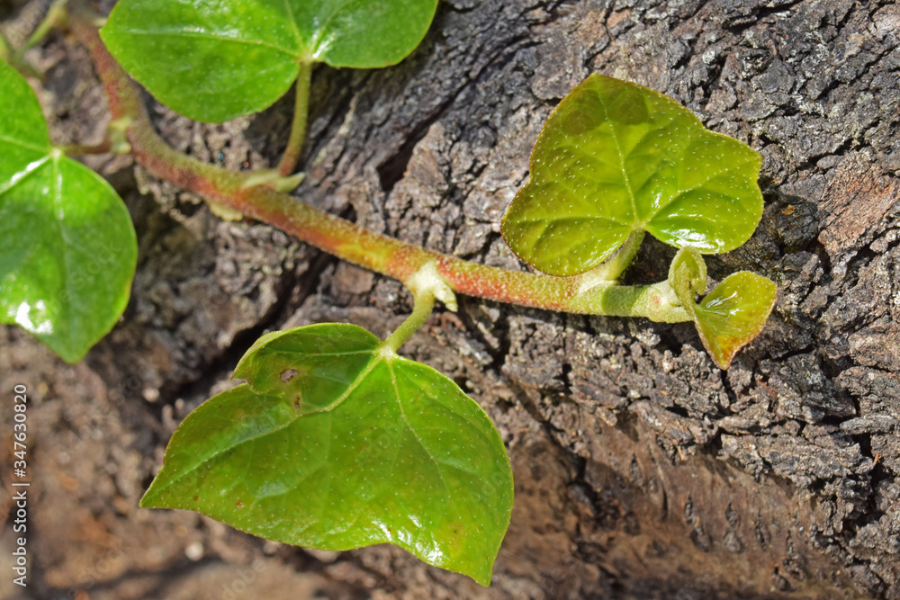 Au jardin : jeunes feuilles de lierre. Au jardin : jeunes feuilles de lierre.