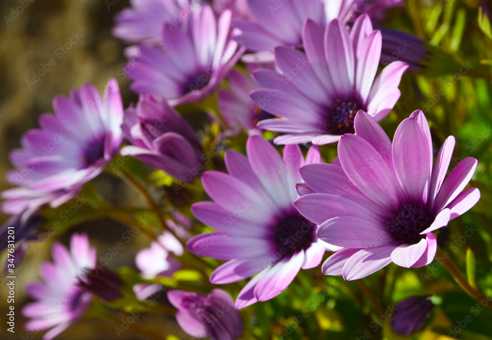 Pink Osteospermum (Dimorphotheca ecklonis,Cape marguerite, African daisy) flowers as a natural floral background. Selective focus. Pink Osteospermum (Dimorphotheca ecklonis,Cape marguerite, African daisy) flowers as a natural floral background. Selective focus.
