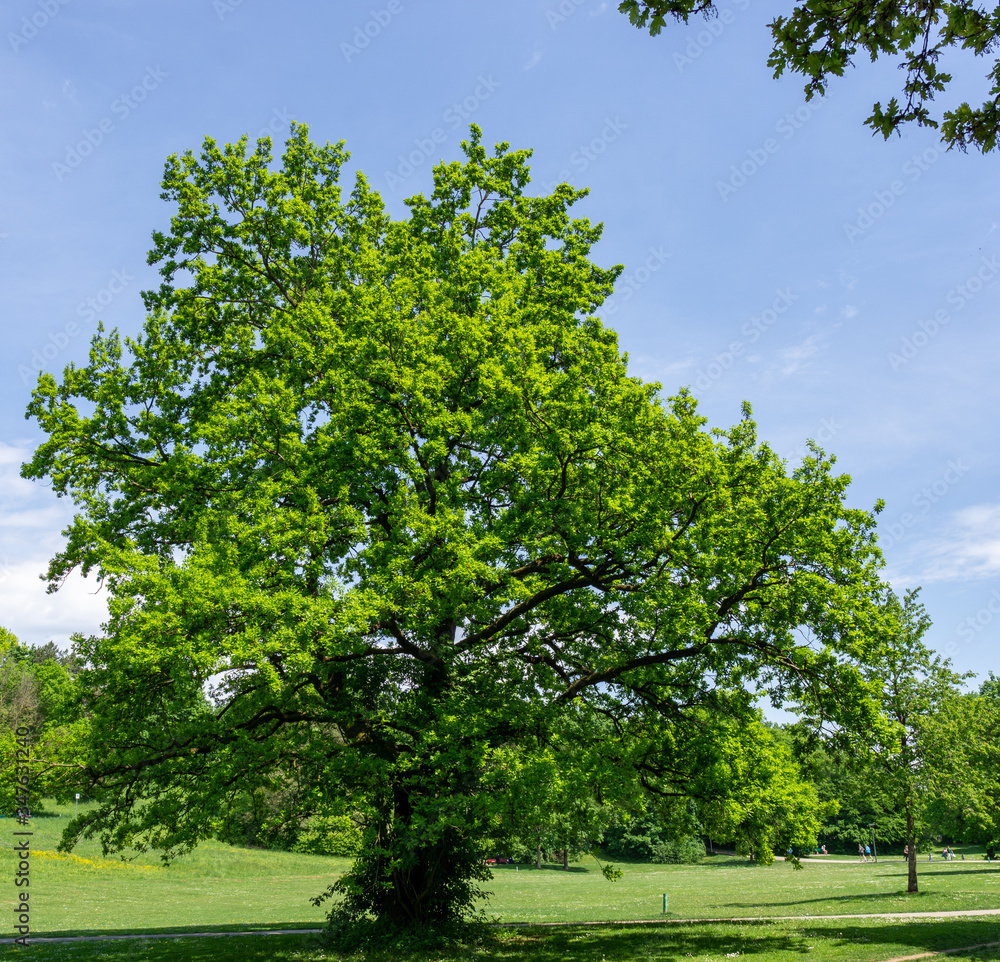 Tree in Munich Ostpark/Eastpark park with blue sky and green leaves Tree in Munich Ostpark/Eastpark park with blue sky and green leaves