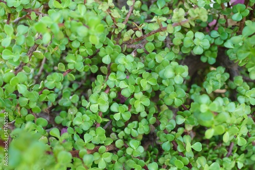 Wallpaper Mural Decorative bush succulent Portulacaria afra for landscaping gardens Torontodigital.ca