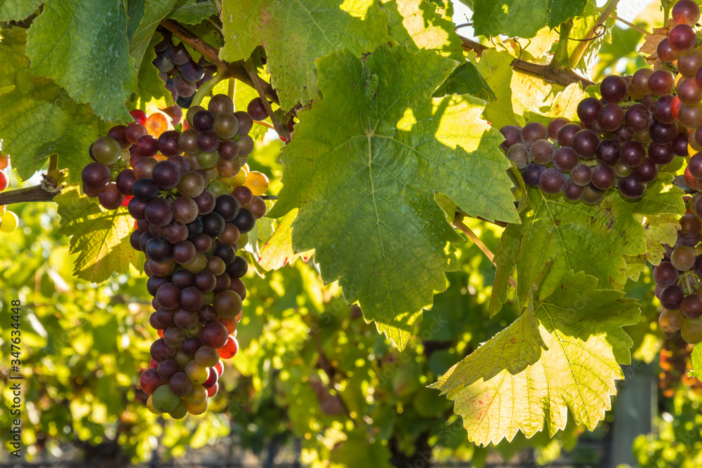 bunches of backlit Pinot Noir grapes growing in organic vineyard with blurred background