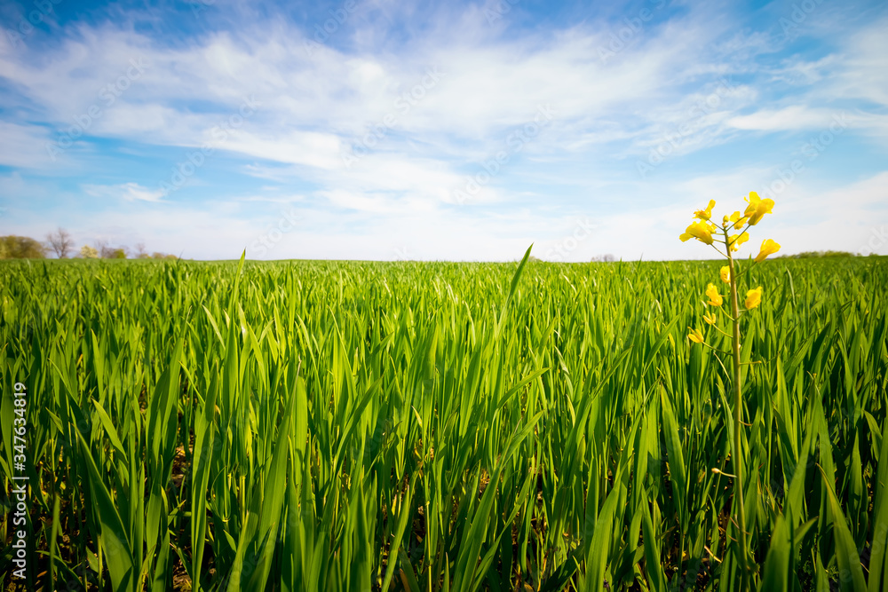 Obraz premium yellow flower in green grass against a blue sky