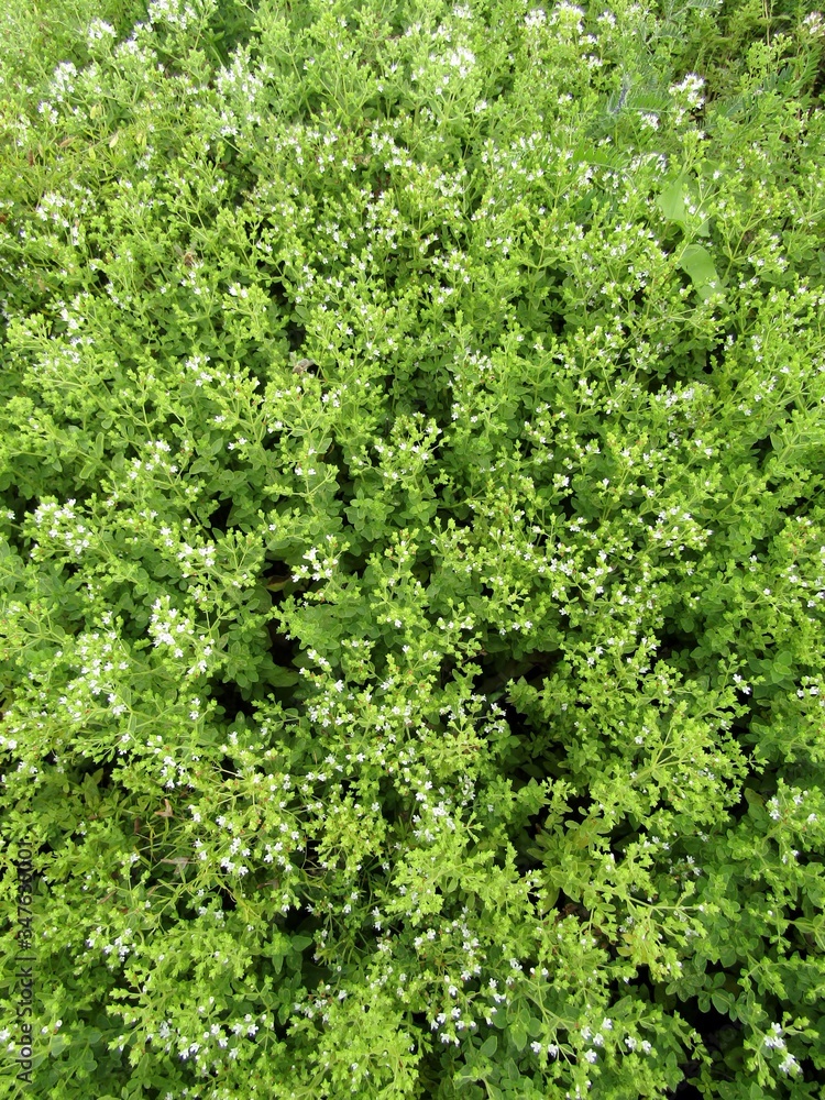 Flowering Marjoram or Origanum majorana plants background Flowering Marjoram or Origanum majorana plants background