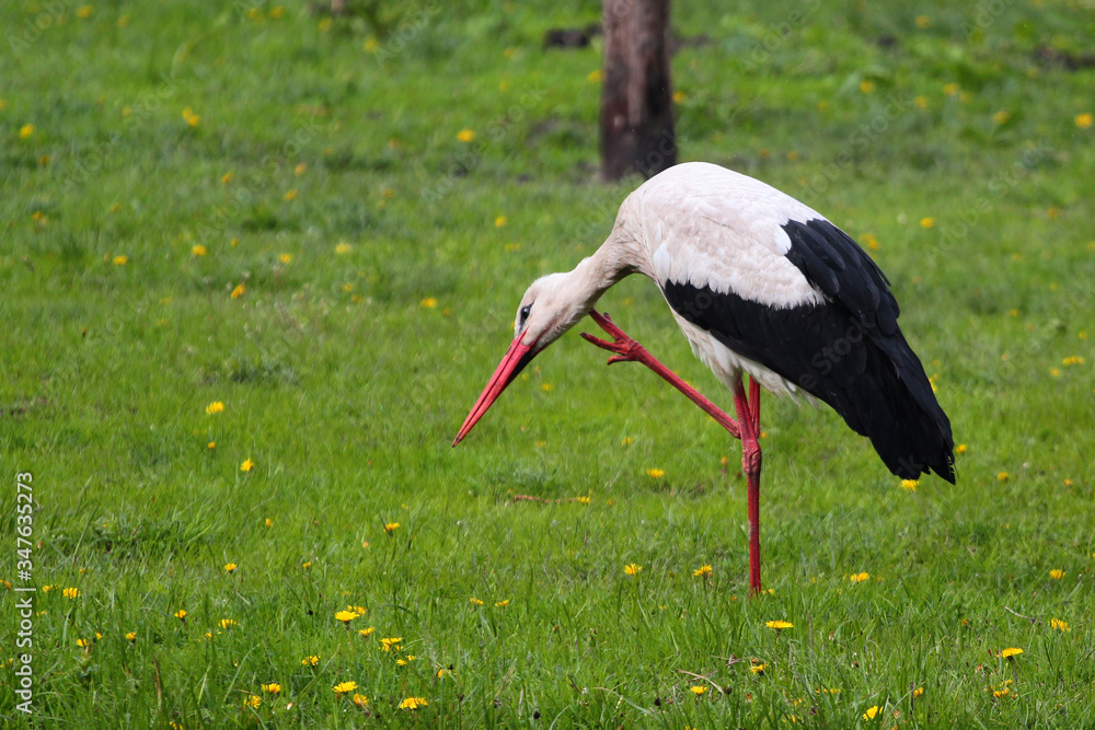 Fototapeta premium Stork on a green meadow