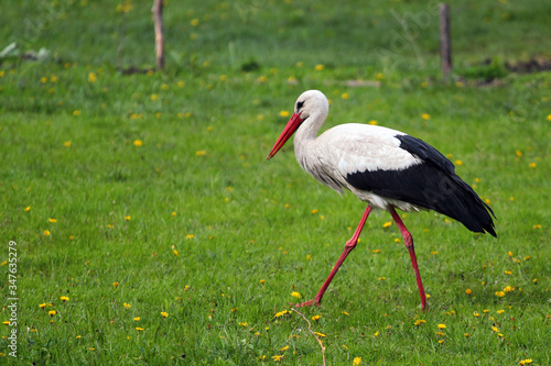 Stork on a green meadow