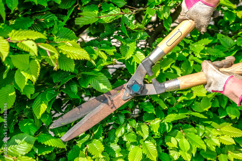 Obraz premium Unidentifiable Caucasian female gardener trimming a hawthorn hedge with a set of manual hedge clippers