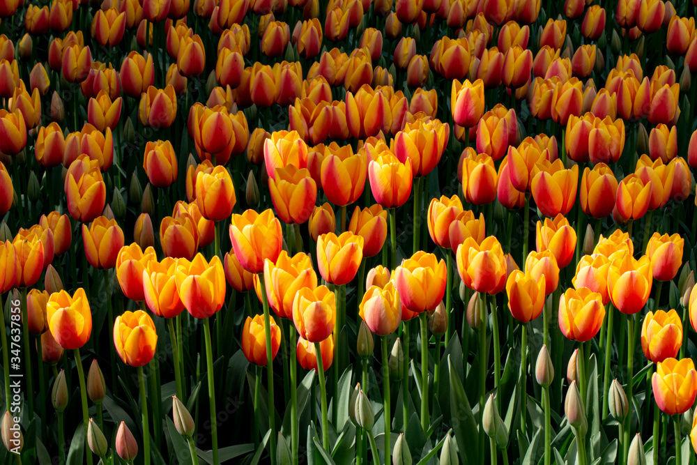 Obraz premium Traditional Tulip Festival at Emirgan Park in Sarıyer district of Istanbul. Colorful tulips of Emirgan Park.