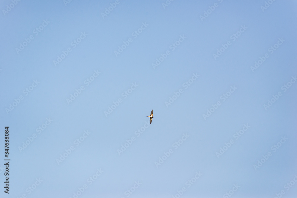 swallow flying in the blue sky