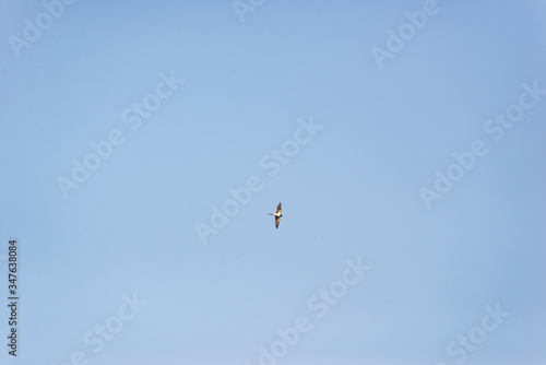 swallow flying in the blue sky