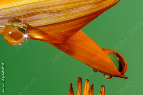 water drops on flower petals very colorful macro