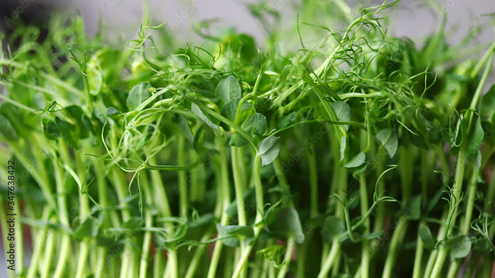 Selective focus. Fresh microgreens in a pot. Eco food. Vegan food. Selective focus. Fresh microgreens in a pot. Eco food. Vegan food.