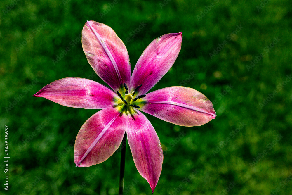 Traditional Tulip Festival at Emirgan Park in Sarıyer district of Istanbul. Colorful tulips of Emirgan Park. Traditional Tulip Festival at Emirgan Park in Sarıyer district of Istanbul. Colorful tulips of Emirgan Park.