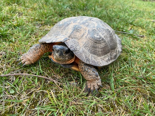 Wood turtle