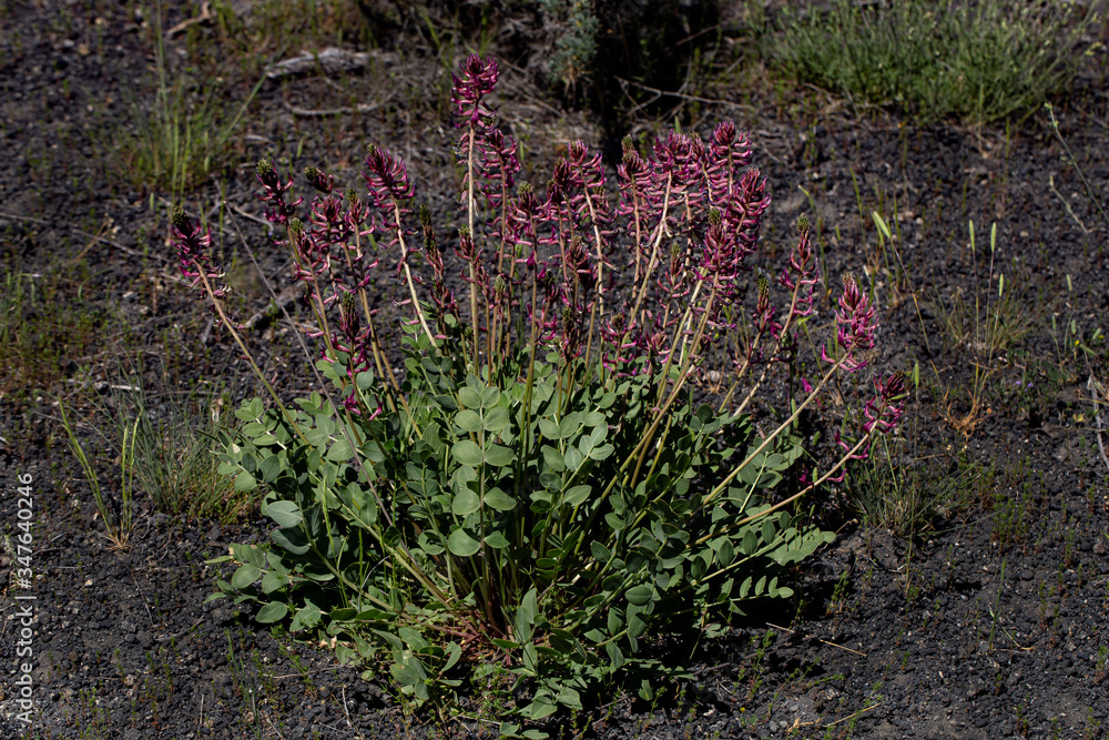 Fototapeta premium flowers