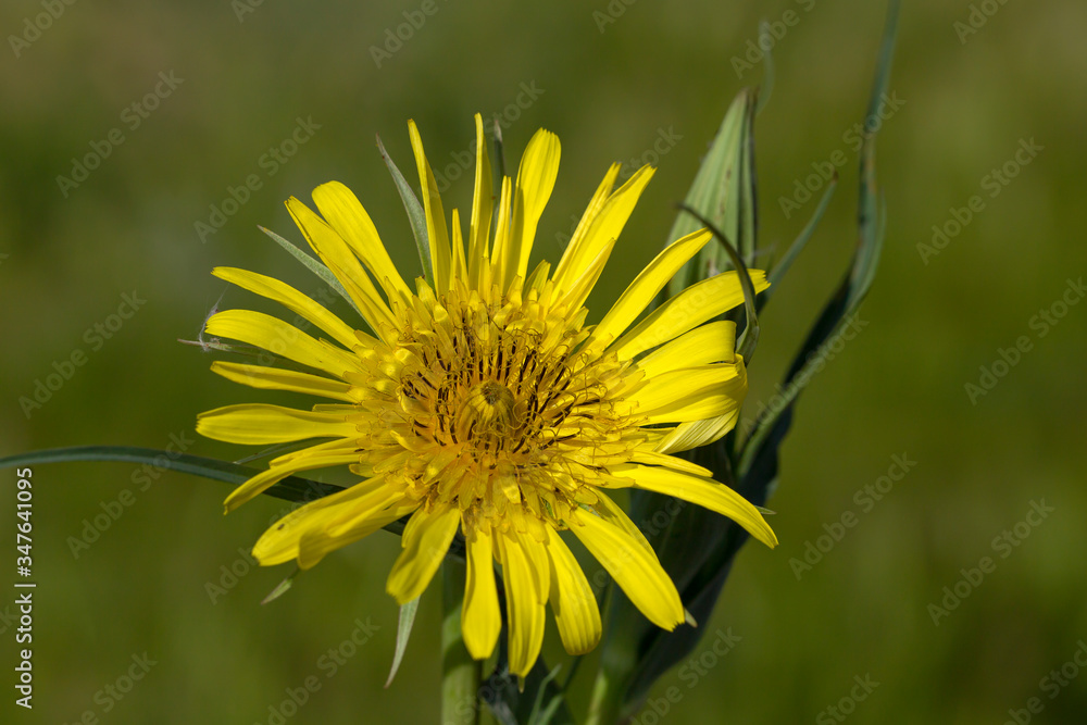 Dandelion macro photo. Yellow dandelion flower. Green dandelion leaves. Dandelions bloom in spring.